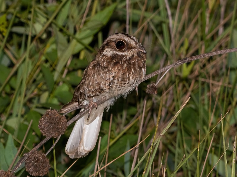 White-winged nightjar (Eleothreptus candicans)