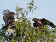 Bald eagle and golden eagle