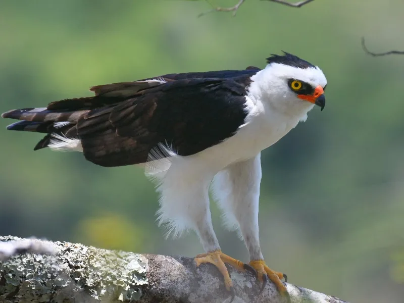 Black-and-white hawk-eagle (Spizaetus melanoleucus)