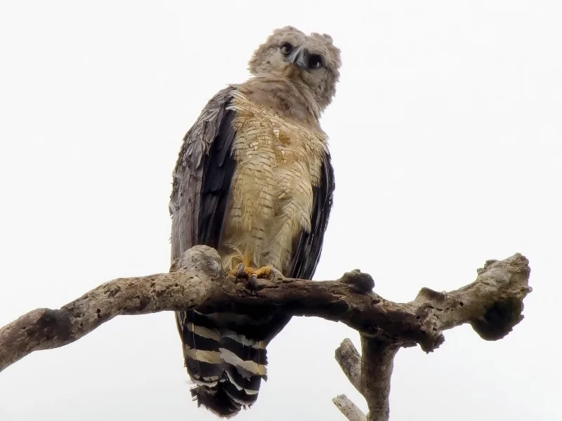 Crested eagle (Morphnus guianensis)