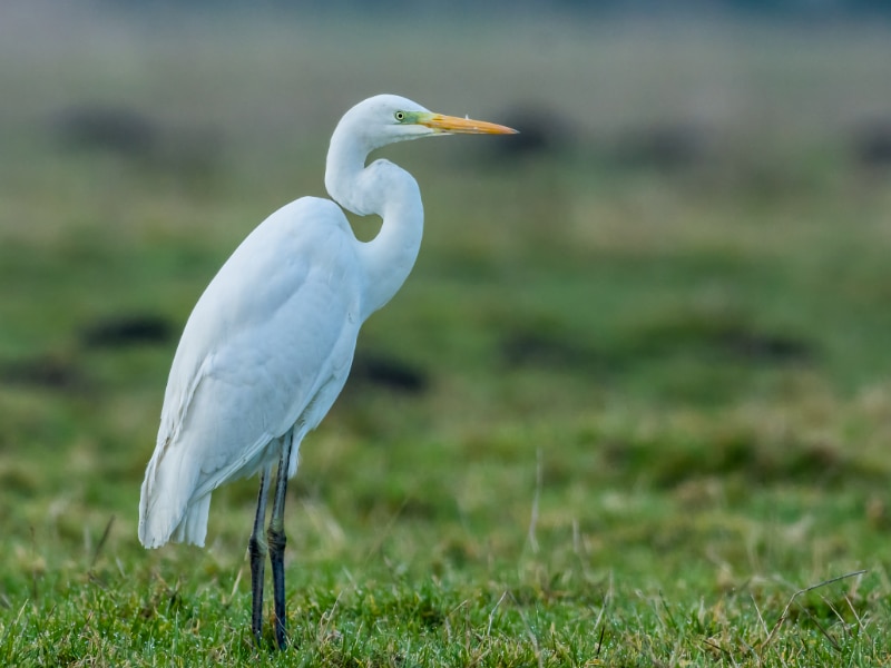 Great egret (Ardea alba)