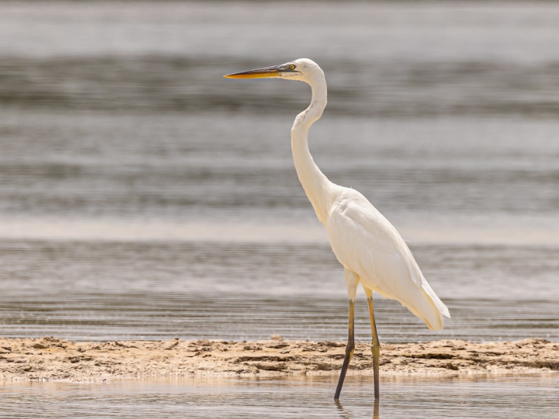 Great white heron (Ardea herodias occidentalis)