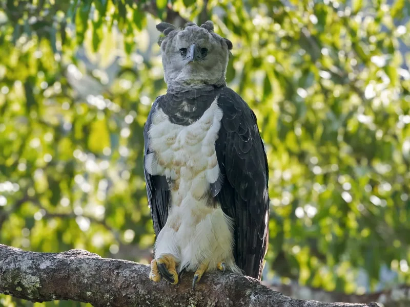 Harpy eagle (Harpia harpyja)