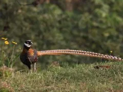Male Reeves's pheasant showing its tail