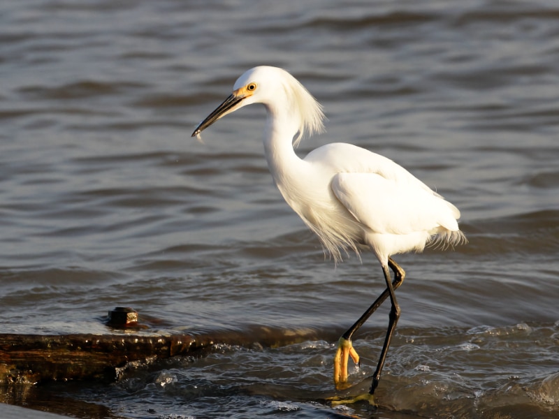 Snowy egret (Egretta thula)