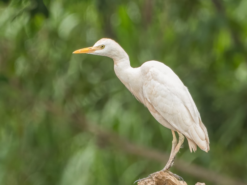 Western cattle egret (Ardea ibis)