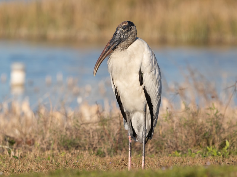 Wood stork (Mycteria americana)